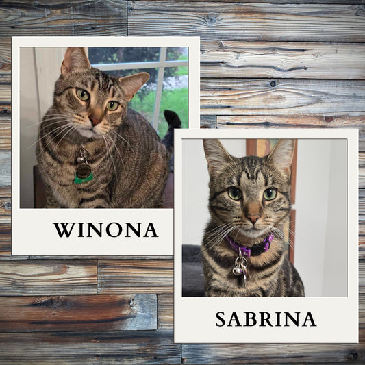 The Story Behind Cats Zone: From Winona & Sabrina to Keepsake Boxes